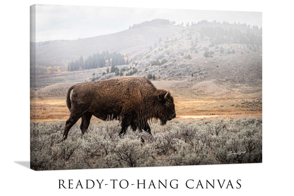 Ready to Hang Canvas, American Bison Bull Picture, Large Bison Wall Art Picture, American Buffalo Western Decor, Bison Canvas, Large Bison Prairie Photo, Framed or Wrapped Canvas Buffalo Photo Print