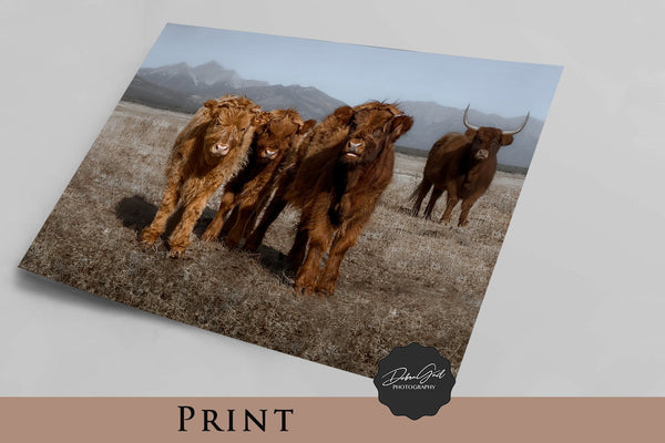 Scottish Cattle Art - Highland Calf Trio Photography Print