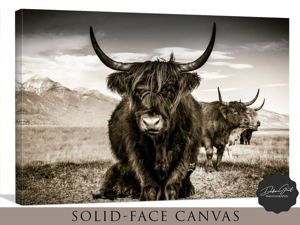 Highland Cattle in Mountain Meadow - Monochrome Animal Photography