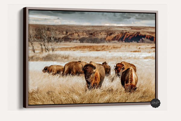 Bison wall art, American buffalo western decor, Barnwood framed bison prairie photo, Kansas photography, large living room over the sofa art picture canvas.
