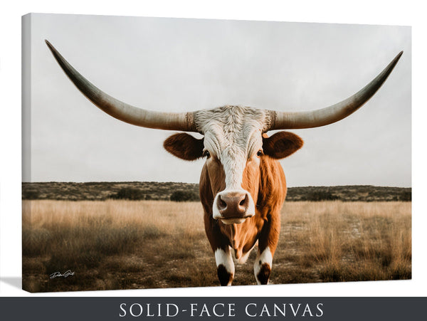 Beautiful Longhorn Cow Picture