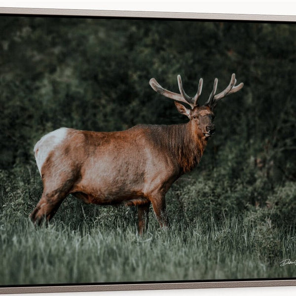 Majestic Elk Picture in the Wild
