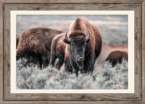 Bison American Buffalo Wall Art