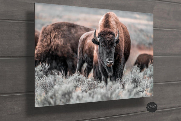 Metal Print of a Bison Wall Art, American Buffalo Western Decor, Bison Canvas, Large Bison Prairie Photo, Framed or Wrapped Canvas Buffalo Photo Print