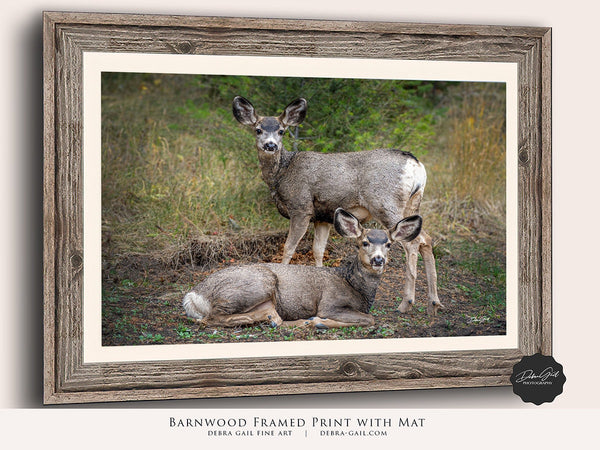 Barnwood framed Rustic Deer Canvas Wall art Print, Extra Large Farmhouse Wall Art, Animal Art Rustic Wall Decor, Mule Deer Original Photography by Debra Gail, Nursery or Children's Framed Decor.