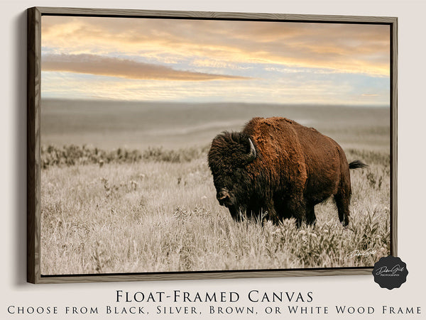 Bison on the Prairie Wall Art