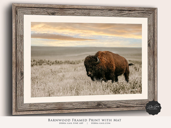 Bison on the Prairie Wall Art