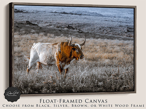 Rustic Longhorn Bull Cow Print, Canvas, Framed