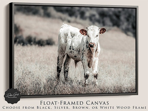 Texas Longhorn Calf Photography Decor Print