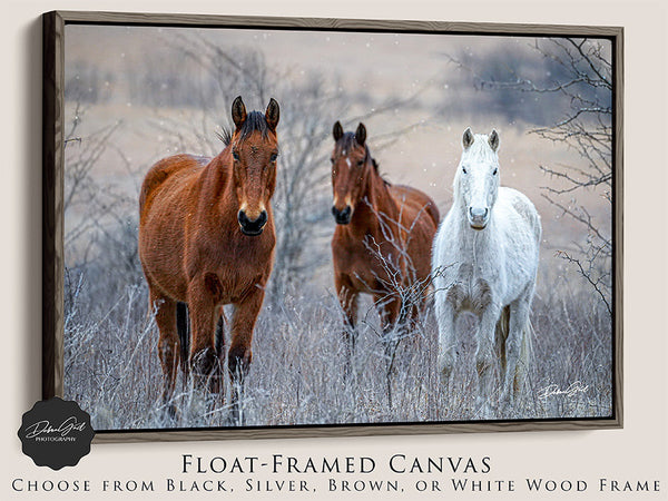 Wild Horses in Winter - Nature Photography