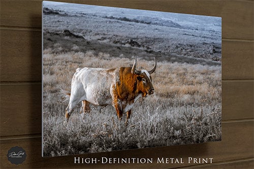 Rustic Longhorn Bull Cow Print, Canvas, Framed
