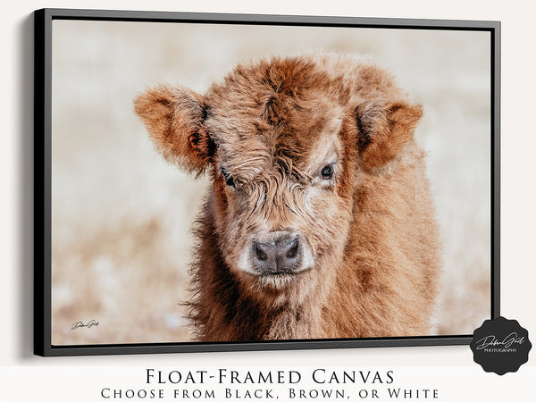 Adorable Highland Calf Portrait - Framed Rustic Farm Animal Photography