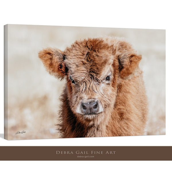 Adorable Highland Calf Portrait - Framed Rustic Farm Animal Photography