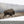 American Buffalo Panoramic