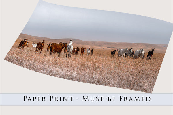 Beautiful Wild Horses Panoramic Wall Art Photo Canvas or Print