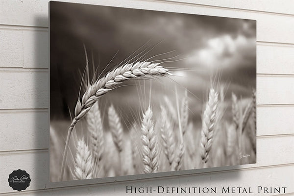 Sepia Close Up Kansas Wheat - Great Plains Field Landscape Photo