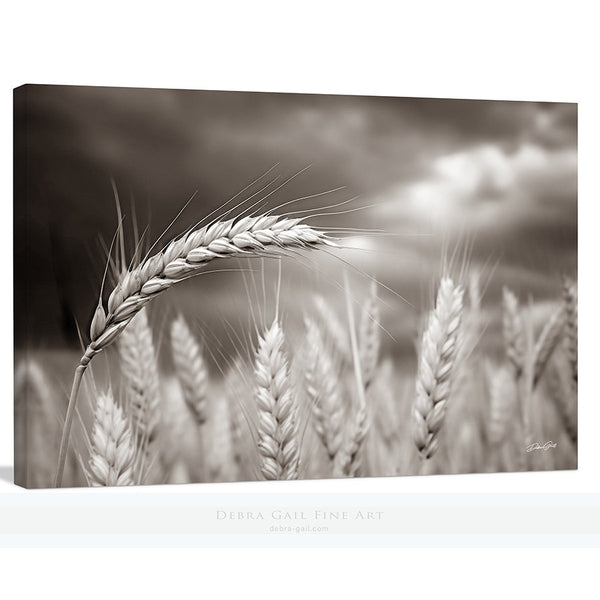 Great Plains Photography of Wheat in Kansas