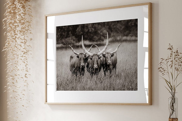 Beautiful Texas Longhorns Cow Print