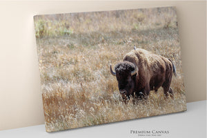 Bison Wall Art | Western & Rustic Warm Fine Art Buffalo Canvas and Prints
