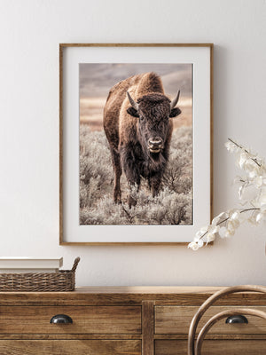 Bison wall art print - rustic buffalo photography on canvas by Debra Gail Fine Art