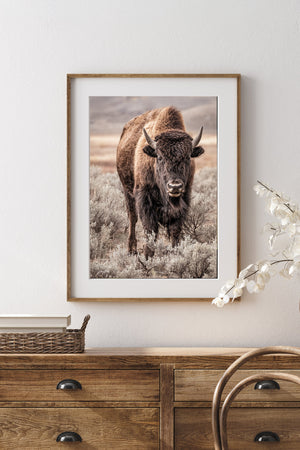 Bison wall art print - rustic buffalo photography on canvas by Debra Gail Fine Art