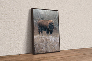 Bison wall art – vertical buffalo canvas prairie photography print by Debra Gail Fine Art