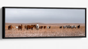 Panoramic Wild Horse Wall Art