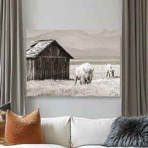 White Buffalo Photography Canvas Print | Spiritual Western Bison Wall Art