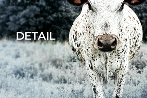 Texas Longhorn Triptych Wall Art | Rustic Western 3-Panel Canvas Photography