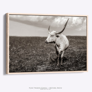 Texas Longhorn Wall Art | Large Neutral Canvas - Rustic Western Decor