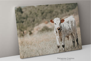 An adorable canvas wall art print of a white longhorn cow calf with pinkish ears standing in a dry grassy field with a green-brown background.