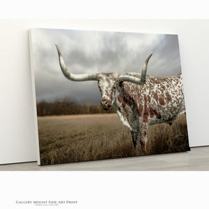 Mounted longhorn print