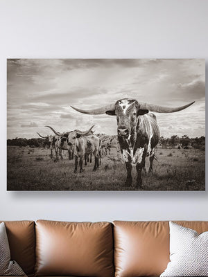 Texas Longhorn wall art – Western ranch photography print by Debra Gail Fine Art