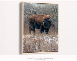 Vertical Bison in the Snow Canvas or Print | Debra Gail Fine Art Rustic Wall Decor