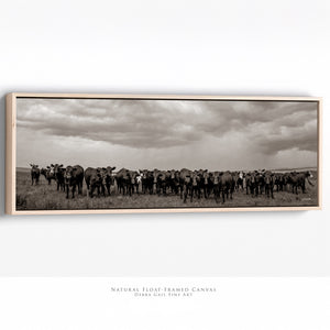 Black Angus Photography in Sepia | Panoramic Wide Cattle Canvas - Rustic Decor