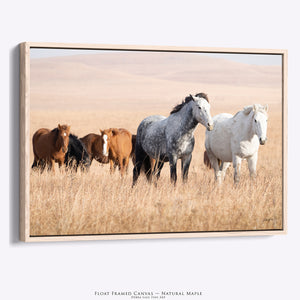 Kansas Flint Hills Wild Horses Wall Art – Prairie Horse Photography
