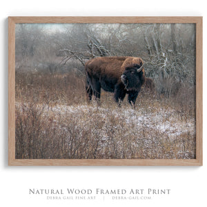 Buffalo fine art print – Great Plains wildlife wall decor by Debra Gail Fine Art