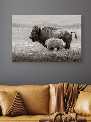 Bison wall art – rustic prairie photography print by Debra Gail Fine Art