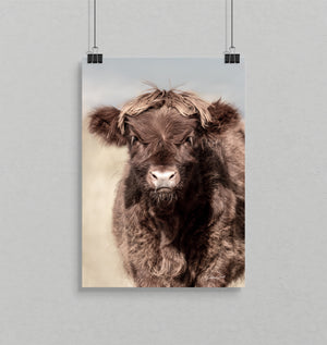 Cute Highland Calf Portrait - Farm Animal Portrait