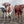 Longhorn Cow Print Picture - Cute Baby Calves