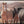 Wild Horses of the Pryor Mountains | Wild Horse Fine Art Photography