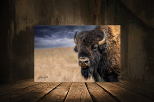 bison wall art close up by Debra Gail