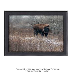 Buffalo fine art print – Great Plains wildlife wall decor by Debra Gail Fine Art