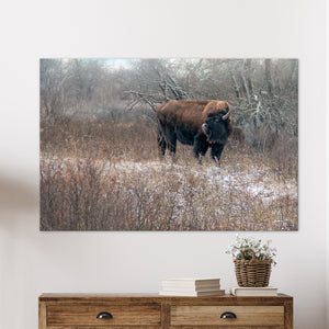 Buffalo fine art print – Great Plains wildlife wall decor by Debra Gail Fine Art