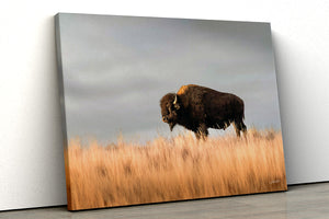 Bison wall art – buffalo canvas prairie photography print by Debra Gail Fine Art