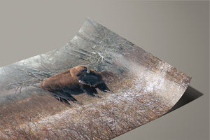 Buffalo fine art print – Great Plains wildlife wall decor by Debra Gail Fine Art