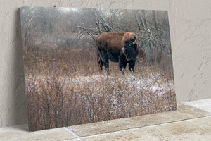 Buffalo fine art print – Great Plains wildlife wall decor by Debra Gail Fine Art
