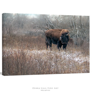 Buffalo fine art print – Great Plains wildlife wall decor by Debra Gail Fine Art