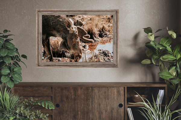 Rustic Moose Wall Art - Wildlife Photography Canvas or Print