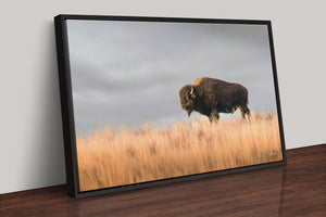 Bison wall art – buffalo canvas prairie photography print by Debra Gail Fine Art